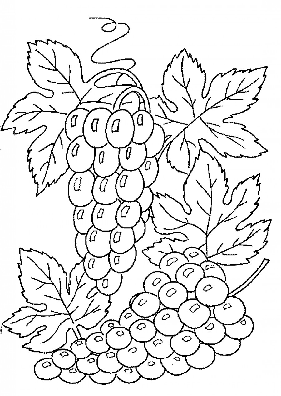 Две кисти винограда - раскраска №11729