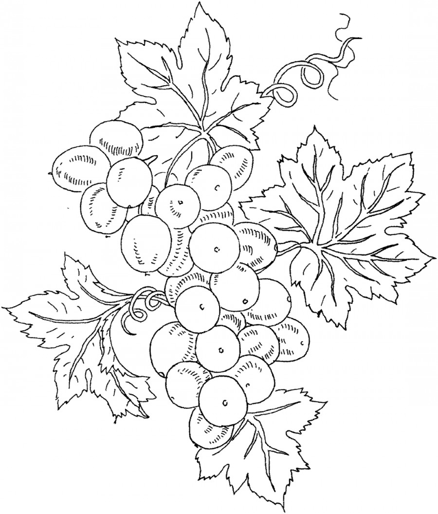 Классическая гроздь винограда - раскраска №8647