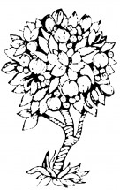 Гранаты на дереве - раскраска					№13523
