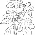 Инжир в листьях - раскраска №9539