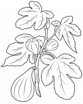 Инжир в листьях - раскраска					№9539