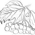 Калина с листьями - раскраска №4347