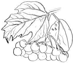 Калина с листьями - раскраска					№4347
