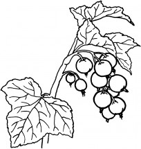 Кисть калиновых ягод - раскраска					№12052
