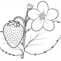 Клубника и цветок - раскраска №13349