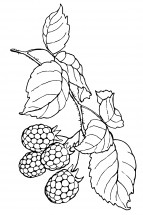 Малиновые ягоды - раскраска					№9806