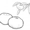 Два мандарина - раскраска №3681
