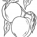 Два персика - раскраска №3705