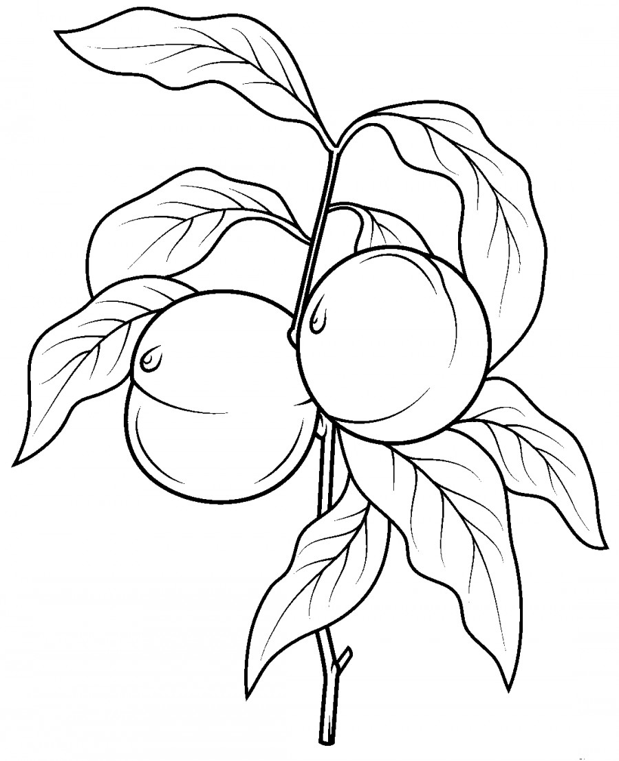 Персик на веточке - раскраска №12946