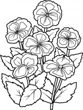 Шесть цветов анютиных глазок - раскраска					№10437