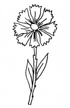 Цветок Василёк - раскраска					№13993
