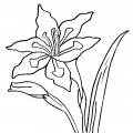 Большой цветок гладиолус - раскраска №3800