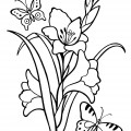 Гладиолусы с бабочками - раскраска №4126