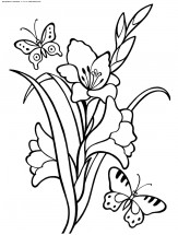 Гладиолусы с бабочками - раскраска					№4126
