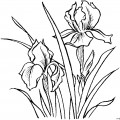 Два цветка гладиолуса - раскраска №4117