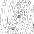 Цветы гладиолуса - раскраска №11687
