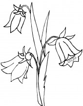 Три цветка колокольчика - раскраска					№14106
