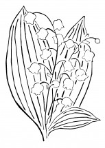 Ландыш с широкими листьями - раскраска					№8690