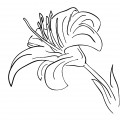 Бутон лилии - раскраска №13677