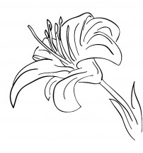 Бутон лилии - раскраска					№13677
