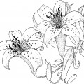 Крупные лилии - раскраска №12220