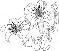 Крупные лилии - раскраска					№12220