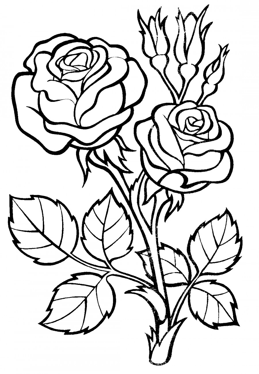 Две розы - раскраска №14254