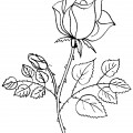 Красивая роза - раскраска №12246