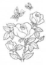 Розы - раскраска					№13616