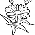 Крупный цветок ромашки - раскраска №4006