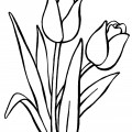 Два тюльпана - раскраска №10008