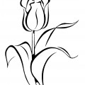 Изящный тюльпан - раскраска №10997