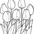 Семь тюльпанов - раскраска №11696