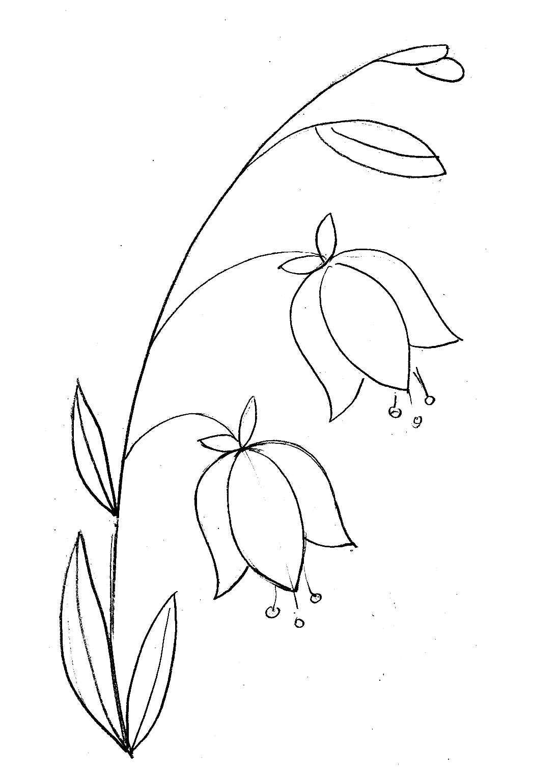 Колокольчик цветок рисунок
