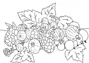 Садовые ягоды - раскраска					№12103
