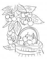Ягоды и яблоки - раскраска					№13542