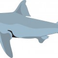 Акула в профиль - картинка №10646