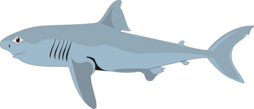 Акула в профиль - картинка					№10646