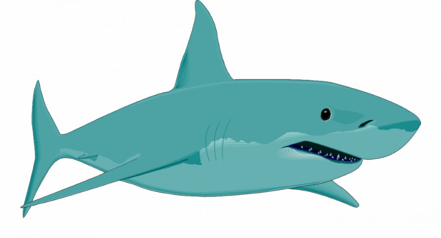 Белая акула - картинка №13327