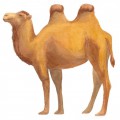 Двухгорбый верблюд - картинка №10528