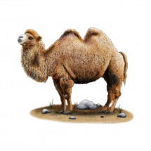 Мохнатый верблюд - картинка					№14248