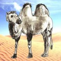 Рисунок верблюда в пустыне - картинка №13496