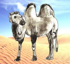 Рисунок верблюда в пустыне - картинка					№13496