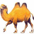 Рыжий верблюд - картинка №13683