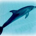 Дельфин в воде - картинка №5553
