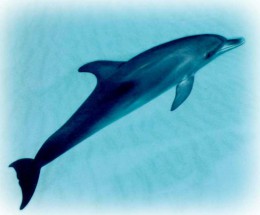 Дельфин в воде - картинка					№5553