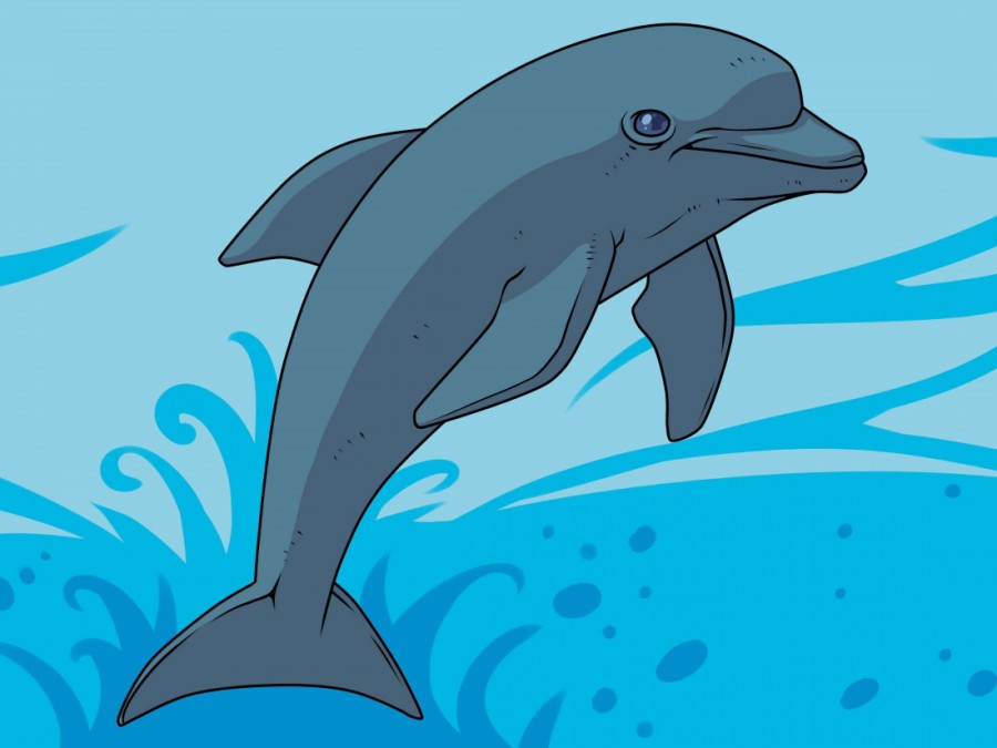 Дельфин ныряет - картинка №10213