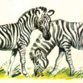 Две зебры - картинка №8562
