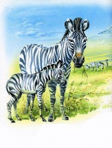Мама зебра и малыш - картинка					№13196