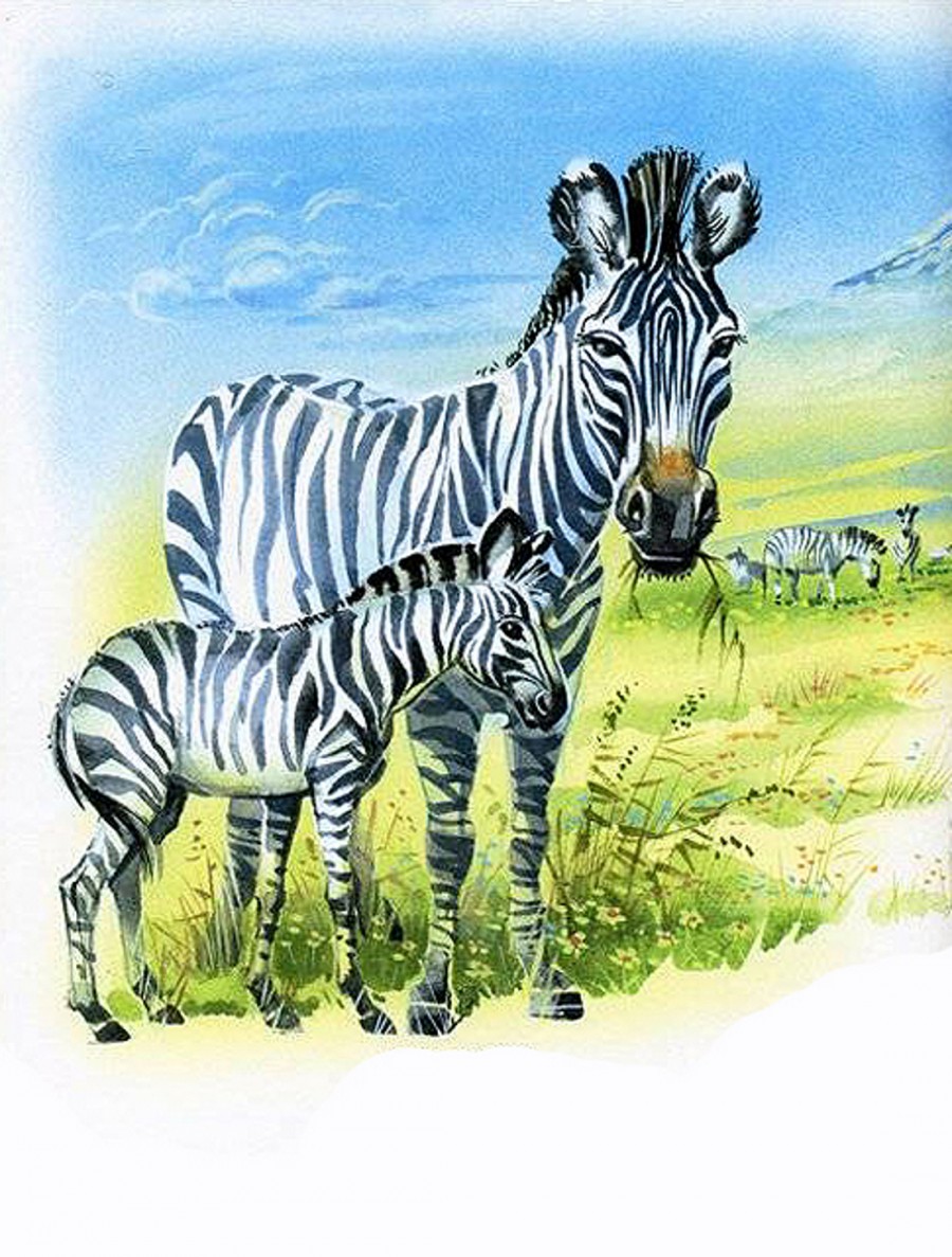 Мама зебра и малыш - картинка №13196
